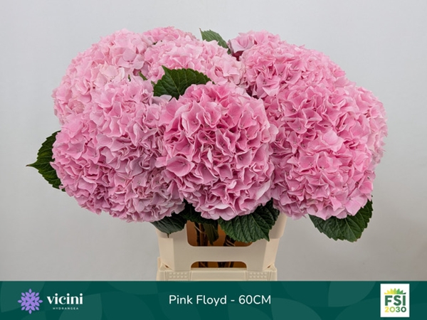 HORT. PINK FLOYD 60CM