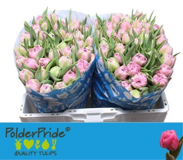 TULIPE DRESSING 36G 38CM