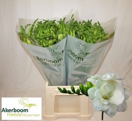 FREESIA BLANC $$$