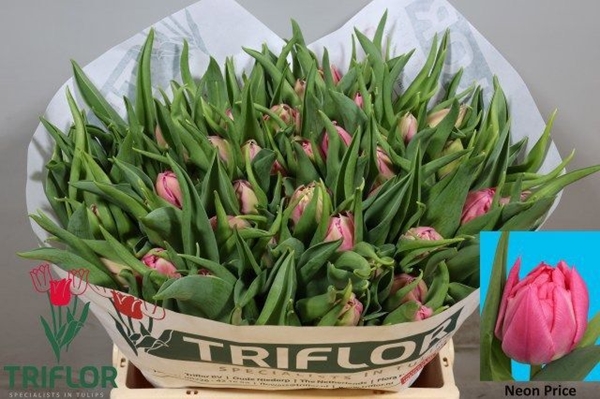TULIPE 37G 36CM