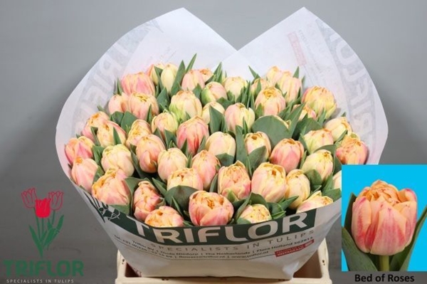 TULIPE BED OF ROSES 51G 42CM