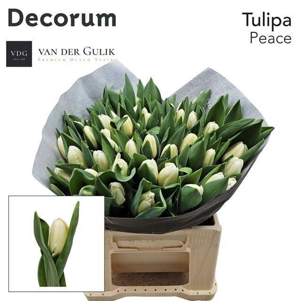 TULIPE 54G 38CM