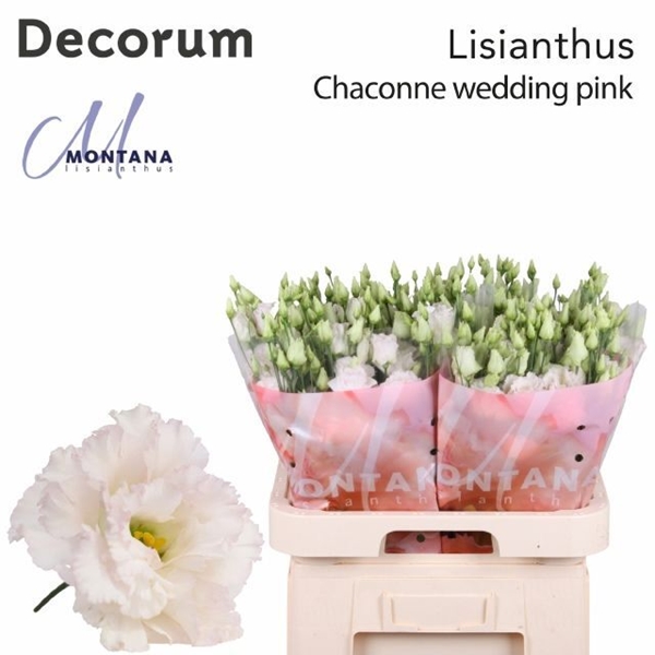 LISIANTHUS CHAC WED PINK 70CM