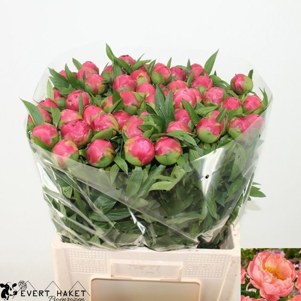 PIVOINE CORAL CHARM 60CM