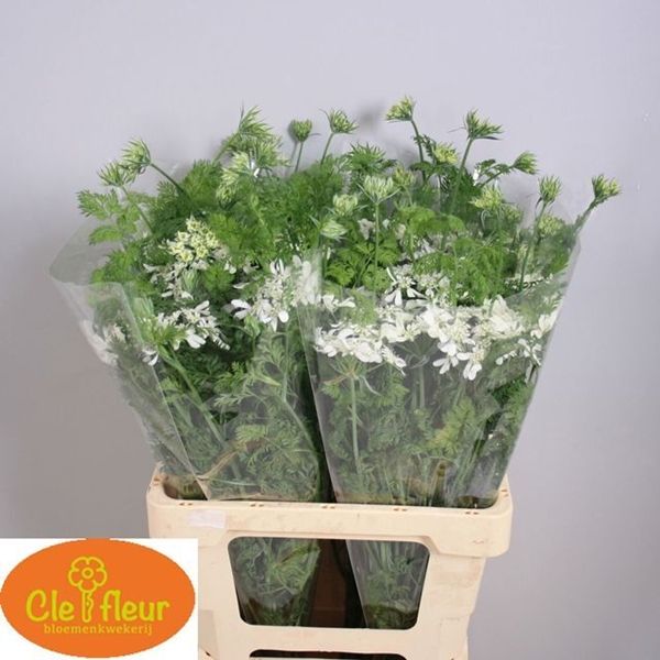 ORLAYA WHITE FINCH 60CM