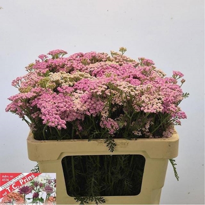 Achillea Lilac Beauty 55cm