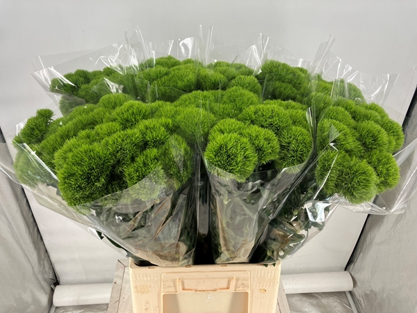 OEILLET DE POETE KIWI MELLOW 70CM EX