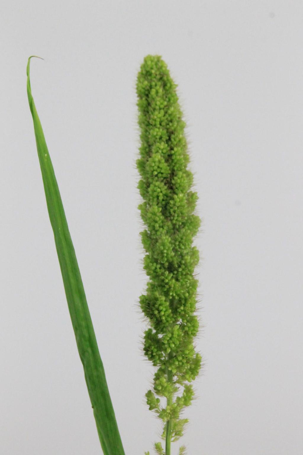 SETA IT VERT PEARL 90CM