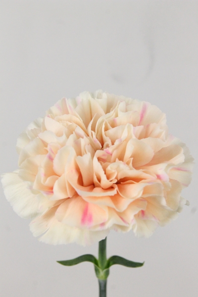 OEILLET APPLE TEA 70CM