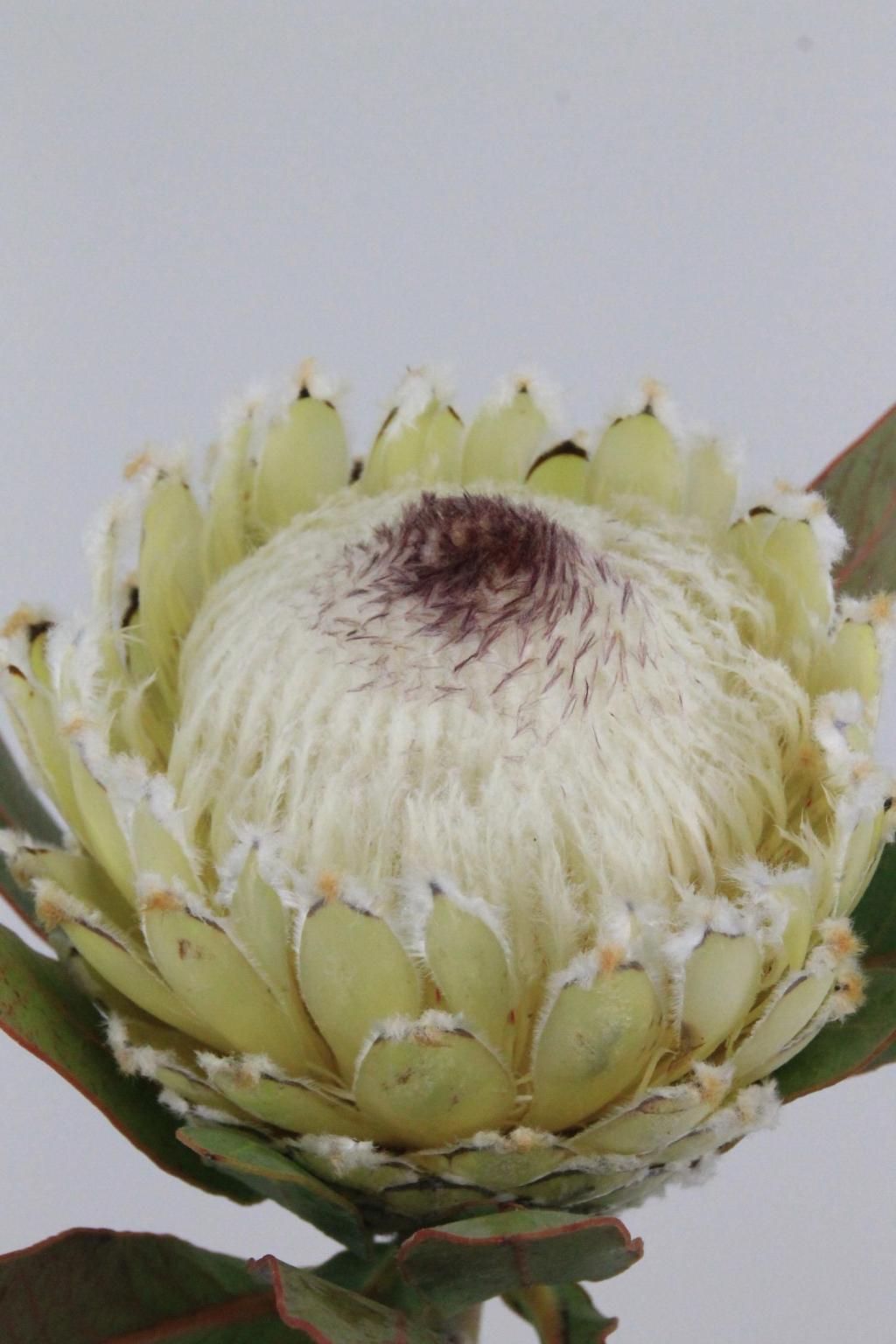 PROTEA SNOW QUEEN 60CM