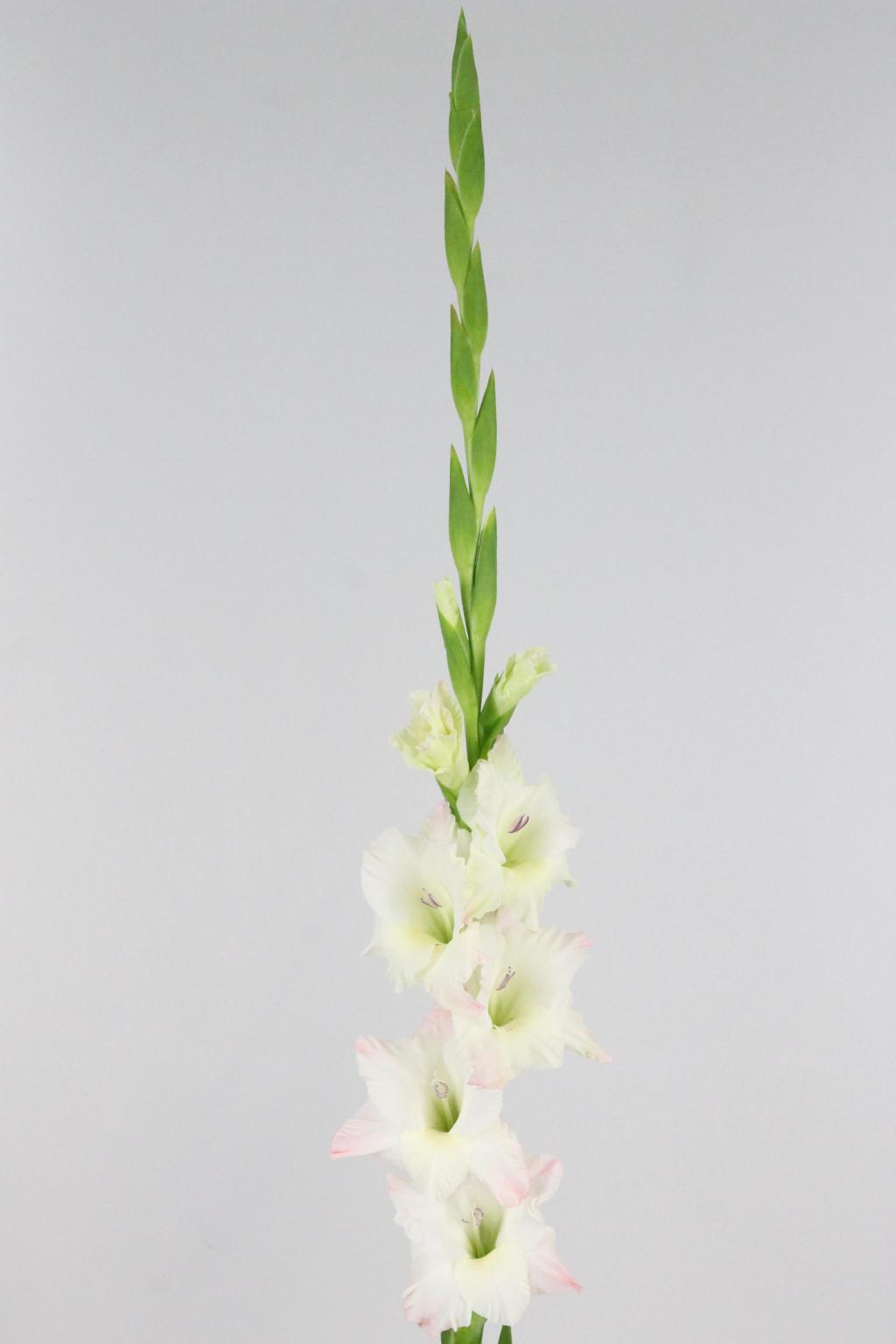 GLAIEUL CARELESS 120CM