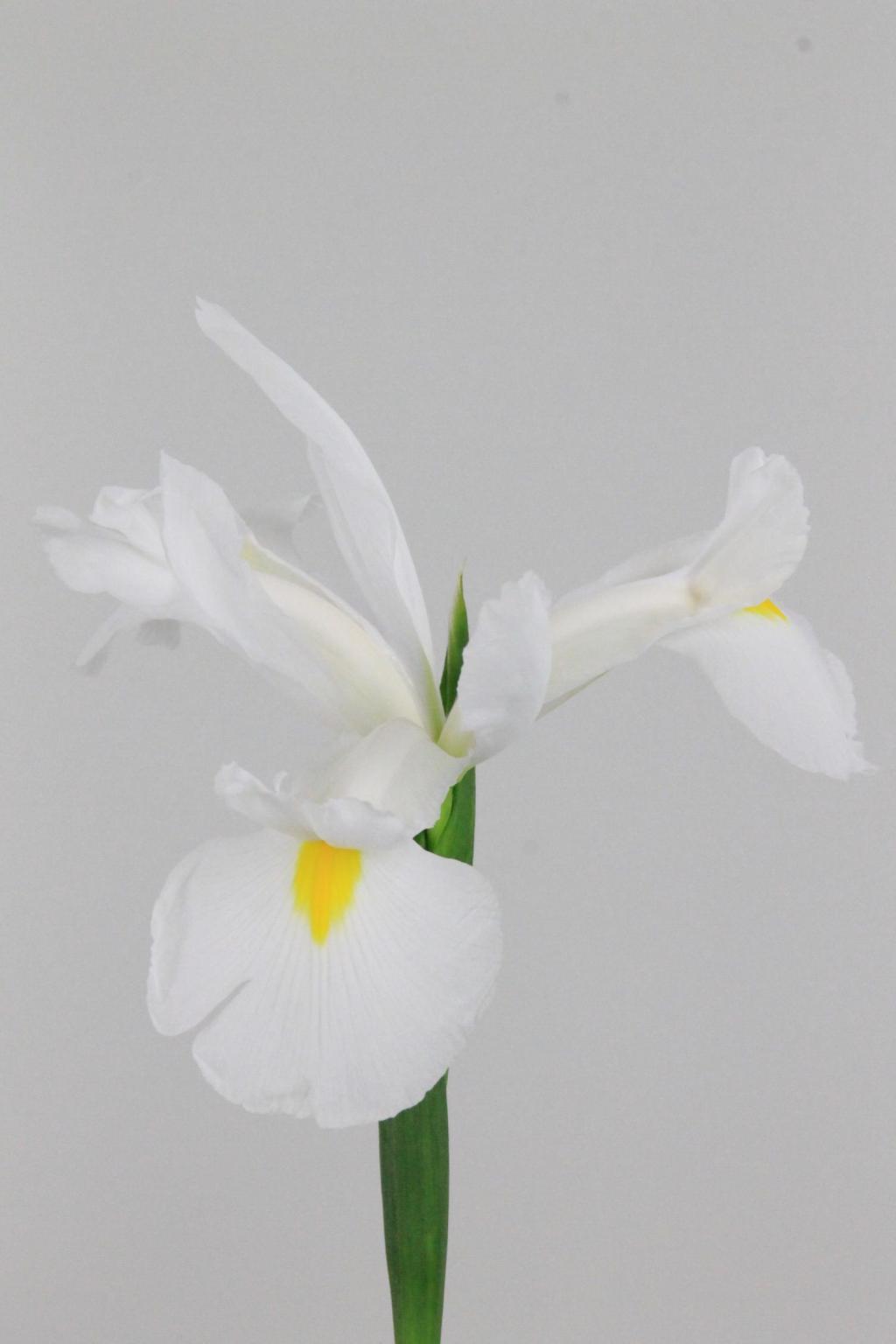 IRIS CASABLANCA 66CM