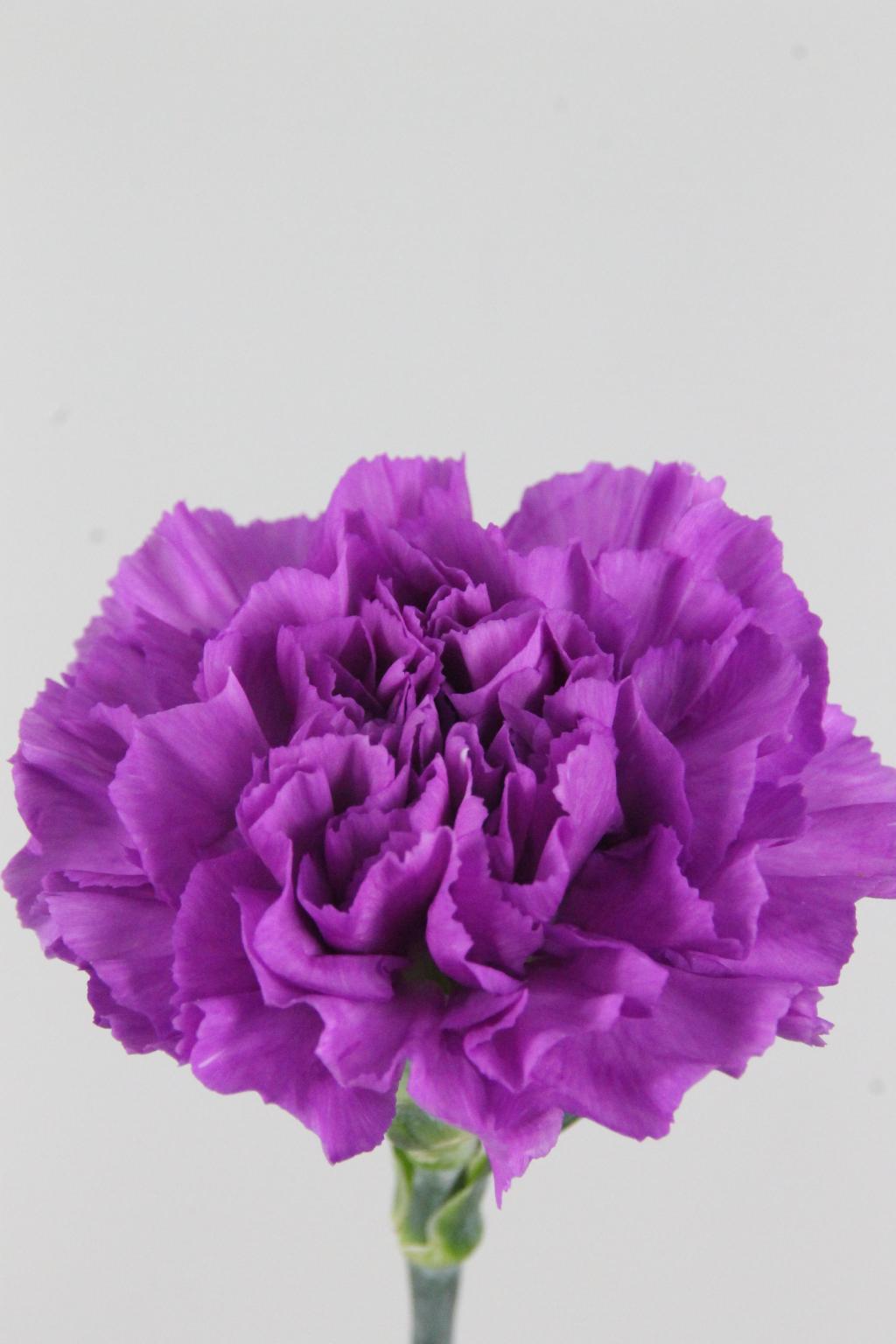 OEILLET MOONLITE 70CM