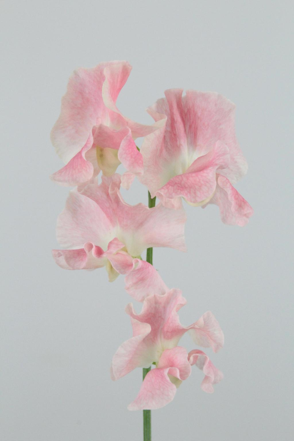 LATHYR MISTY CHAMPAGE 40CM
