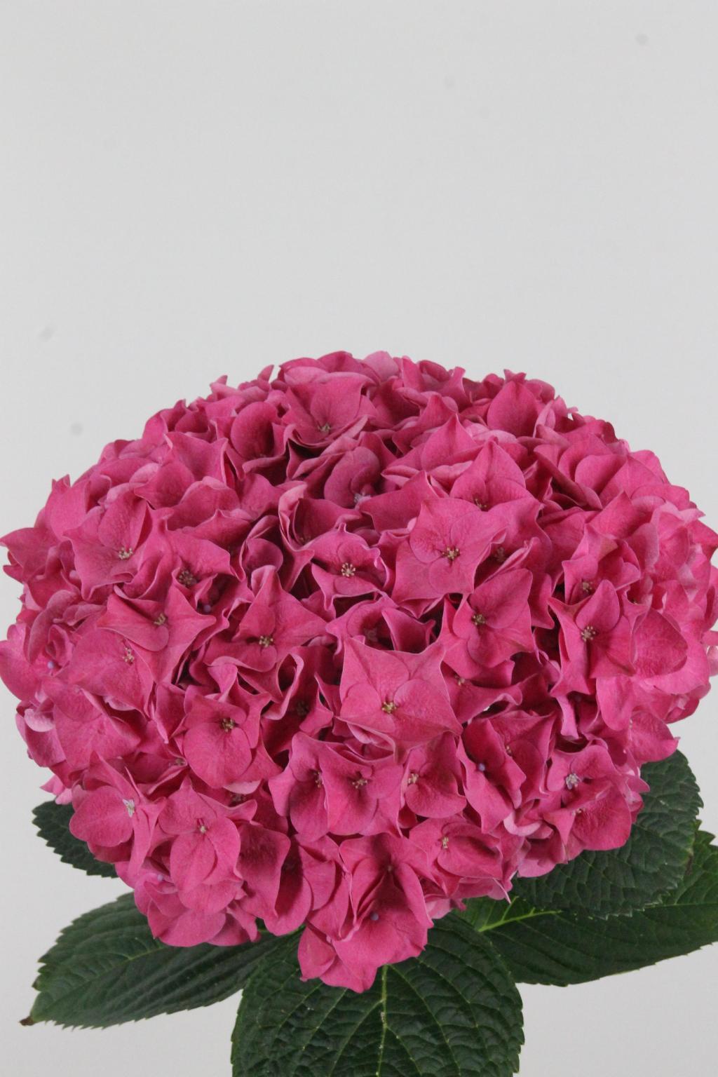 HORT. CERISE 60 $$$