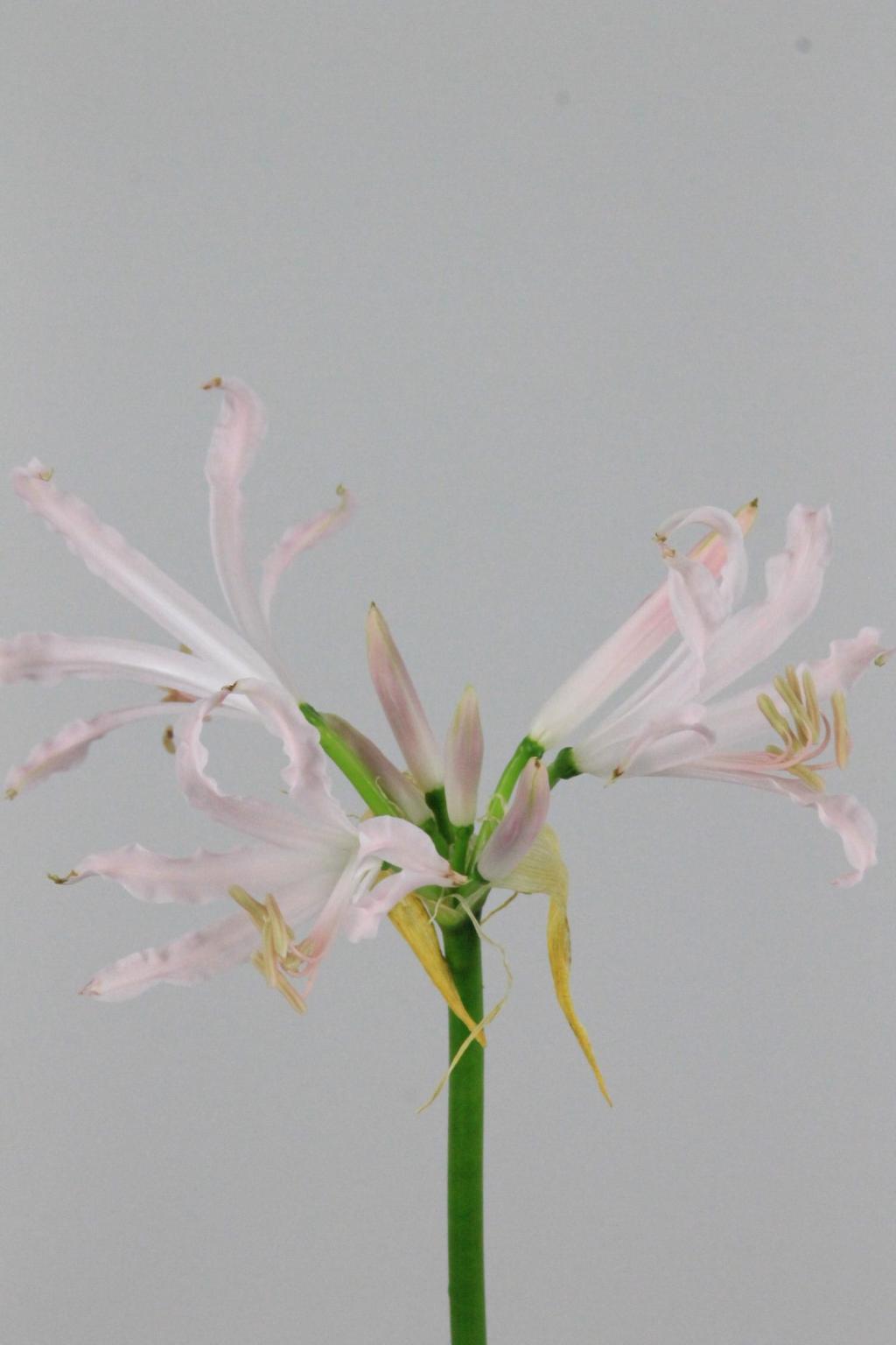 NERINE SOFIE 70CM