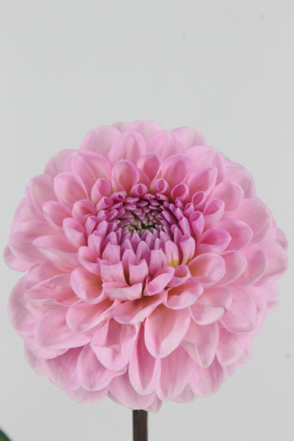 DAHLIA BALL WIZZ OF OZ 52CM
