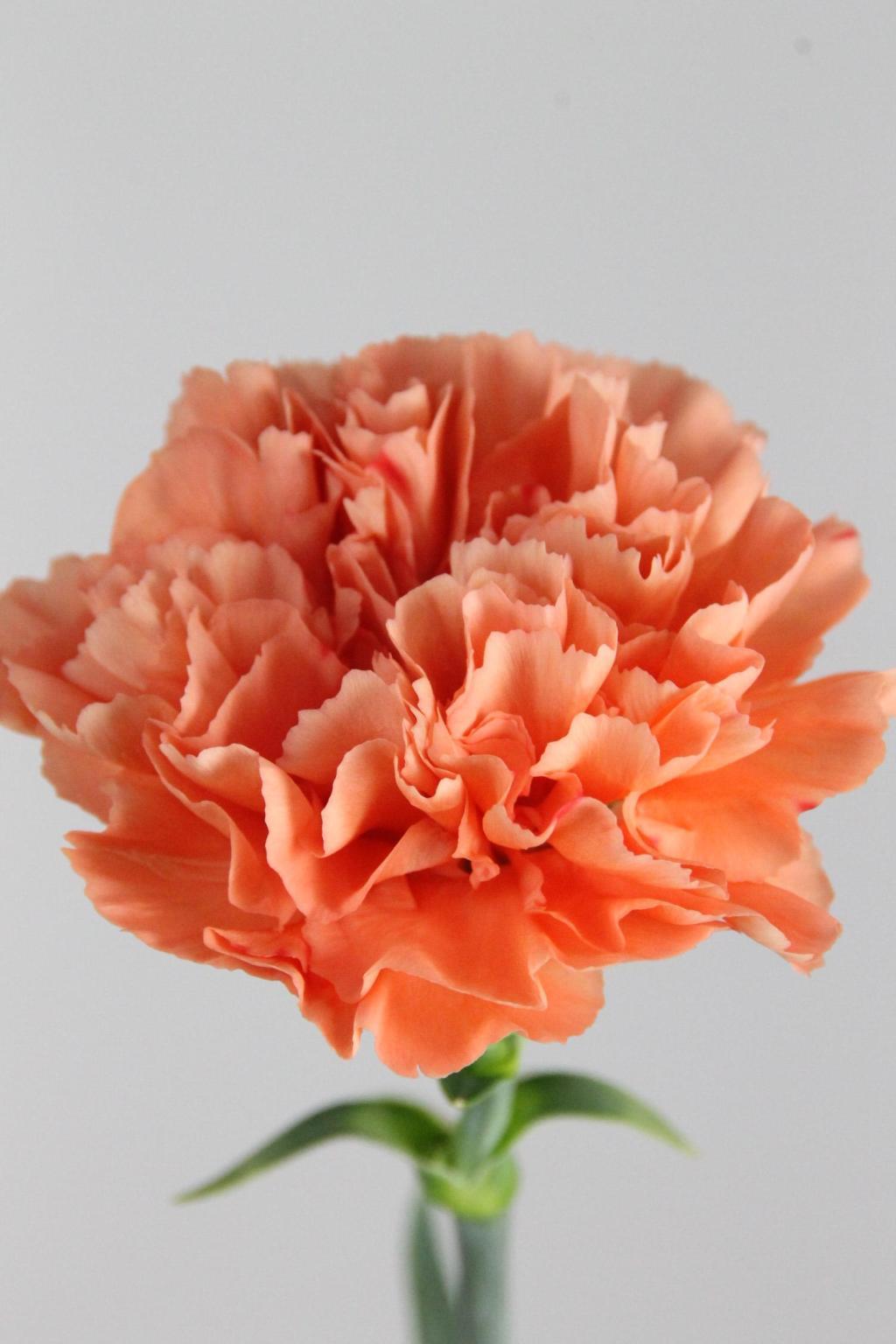 OEILLET TAMARIND 70CM CO