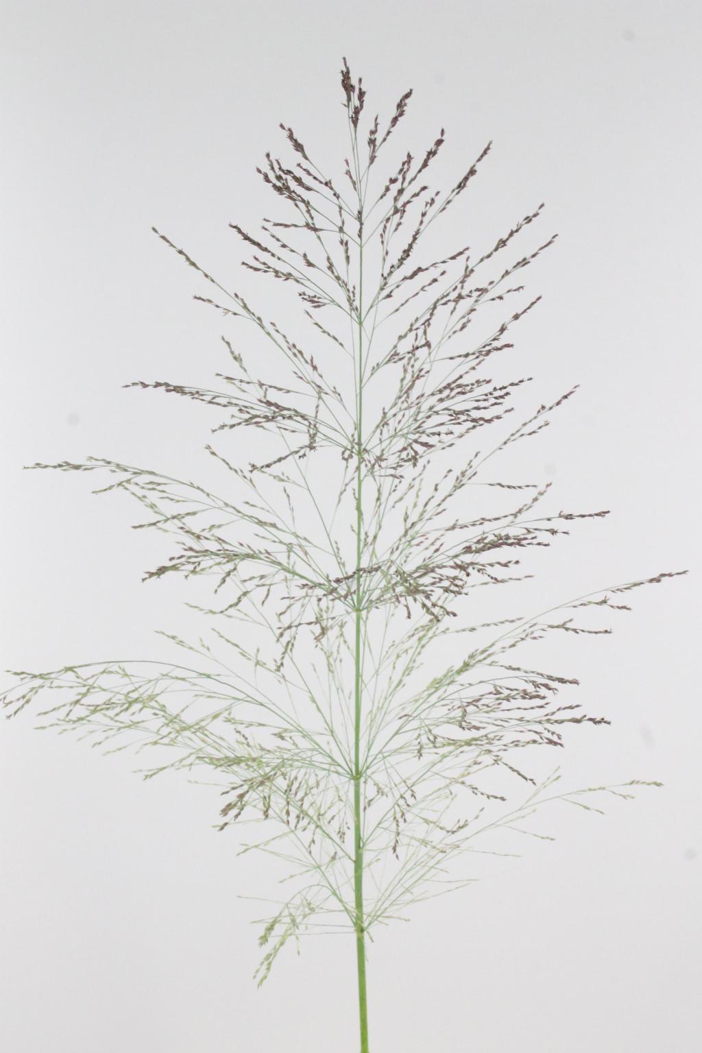 PANICUM VIR DALLAS BLUES 125CM