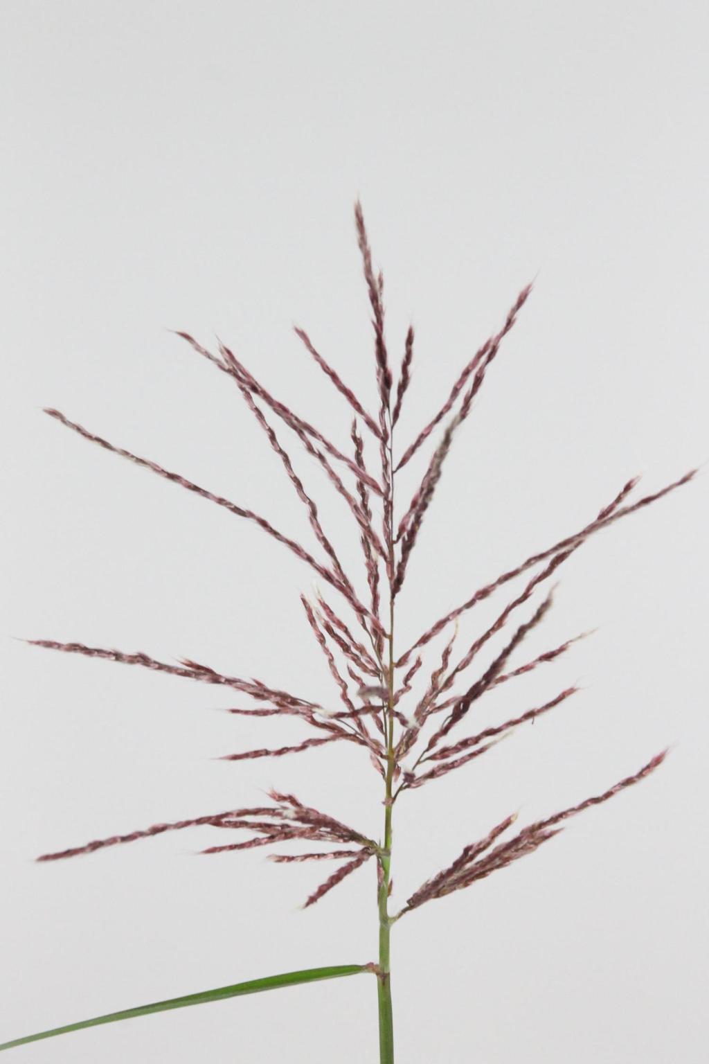 MISCANTHUS SUBROSA 90CM