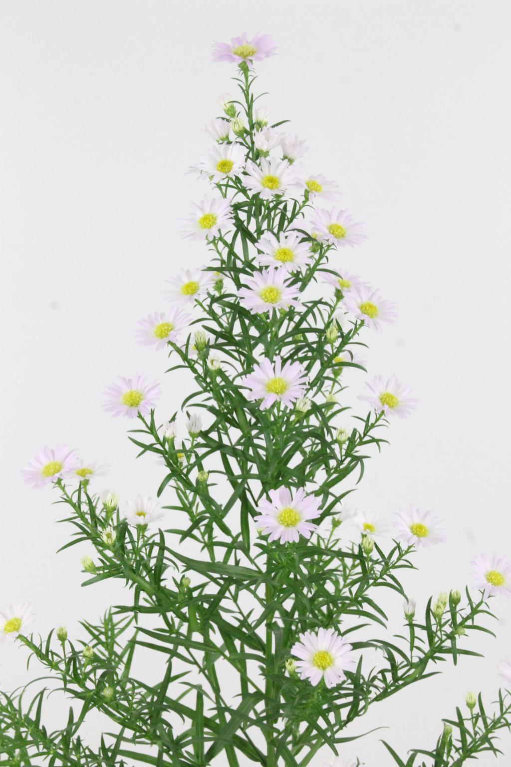 ASTER CLAUDIA 80CM