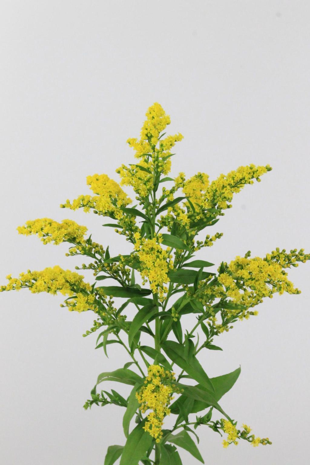 SOLIDAGO CARZAN GLORY 60CM
