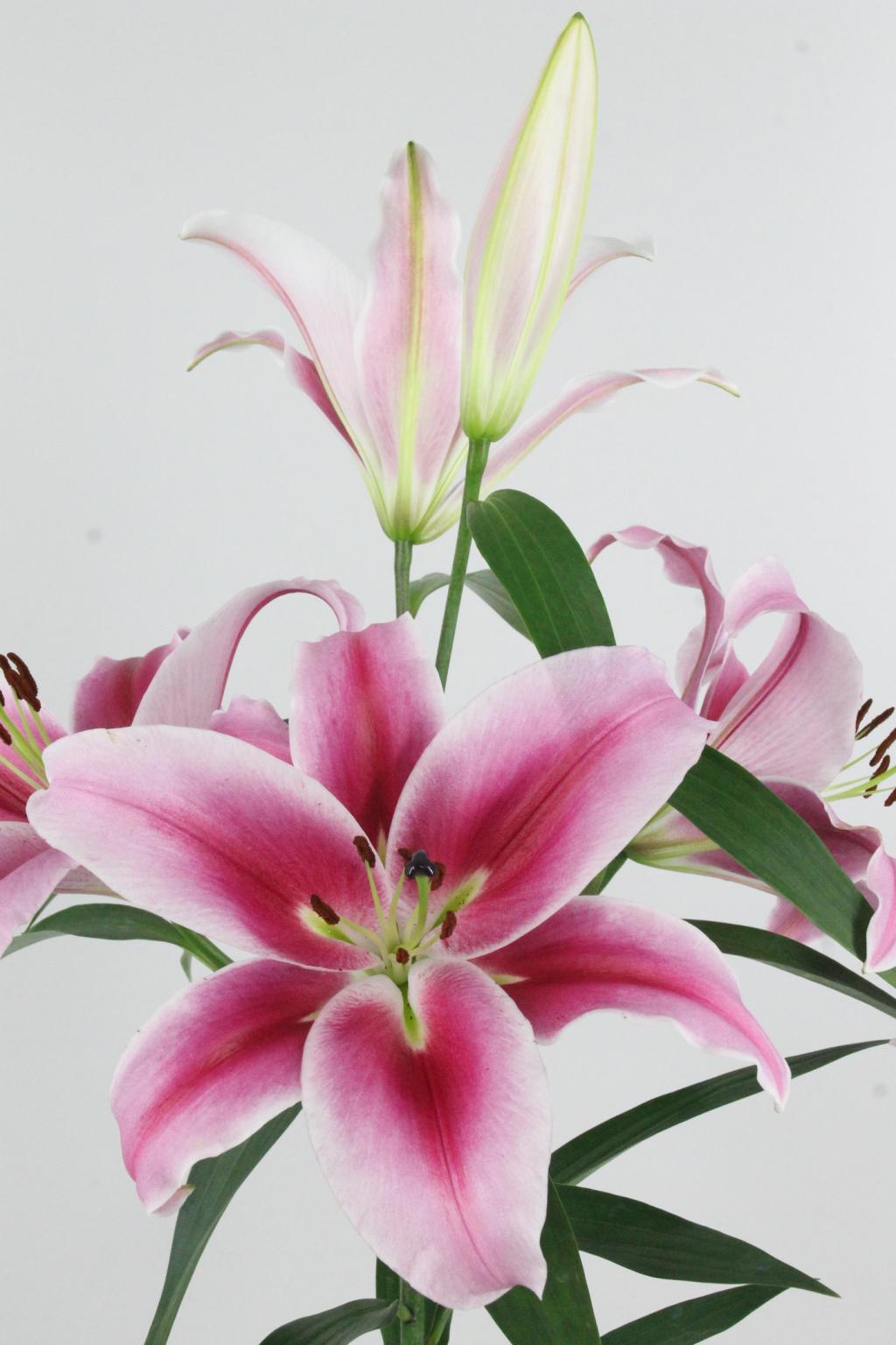 LYS OR DALIAN 35FL 90CM 3 F+