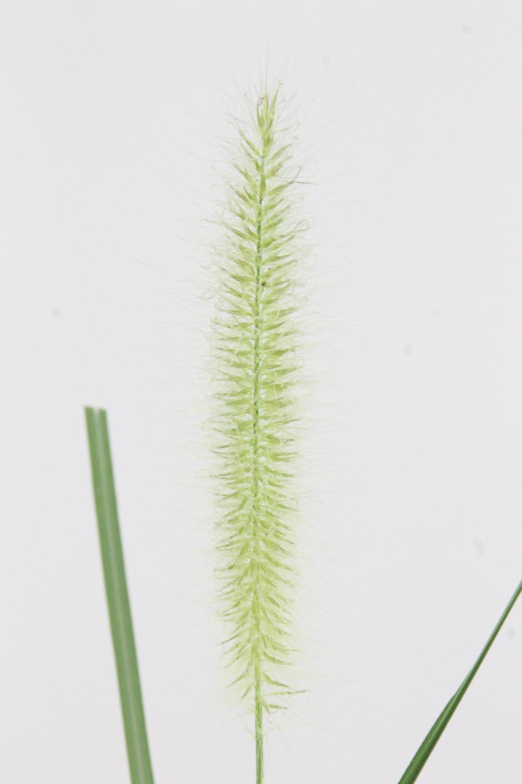 PENNISETUM ALO BLONDIE 70CM