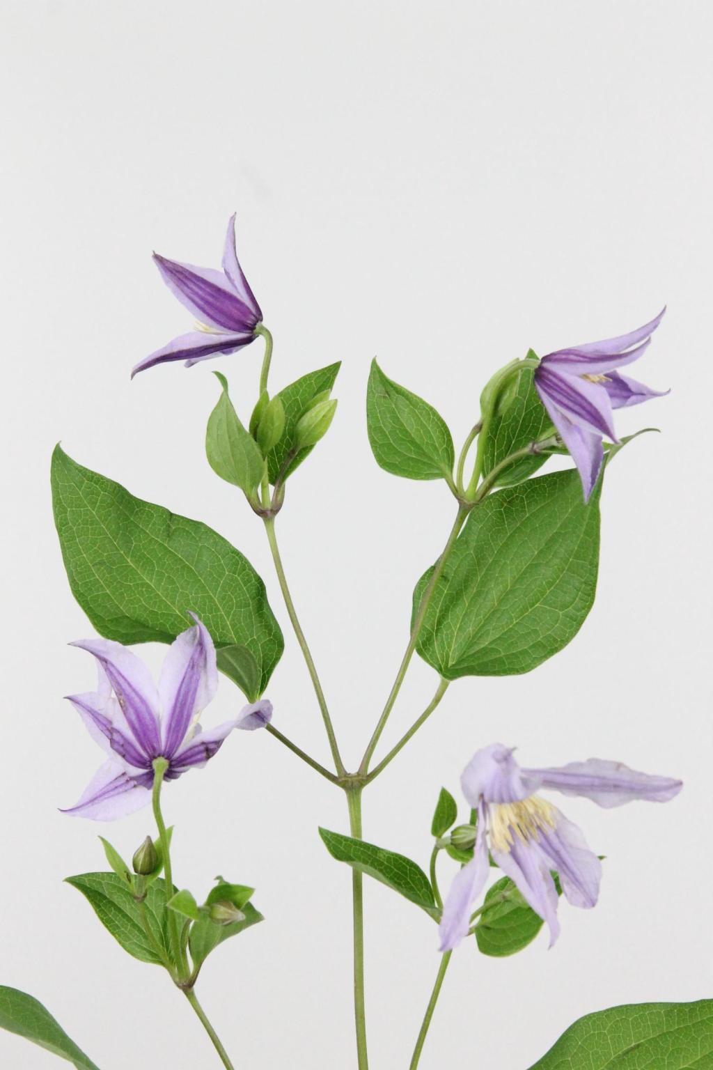 CLEMATITE STAR RIVER 70CM