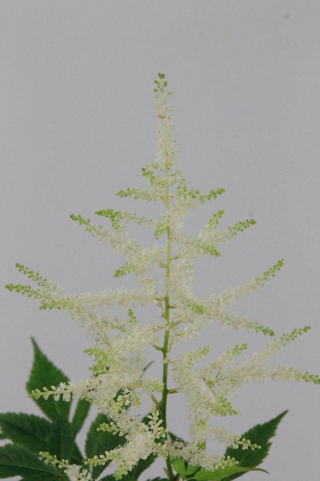 ASTILBE WASHINGTON 60CM