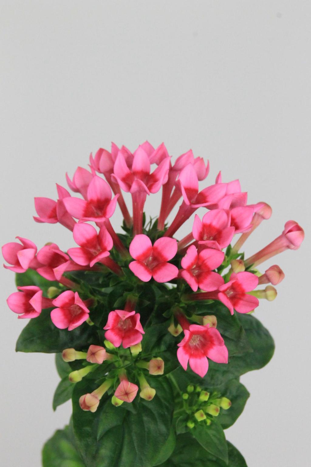 BOUVARDIA ROYAL ROZA 40CM