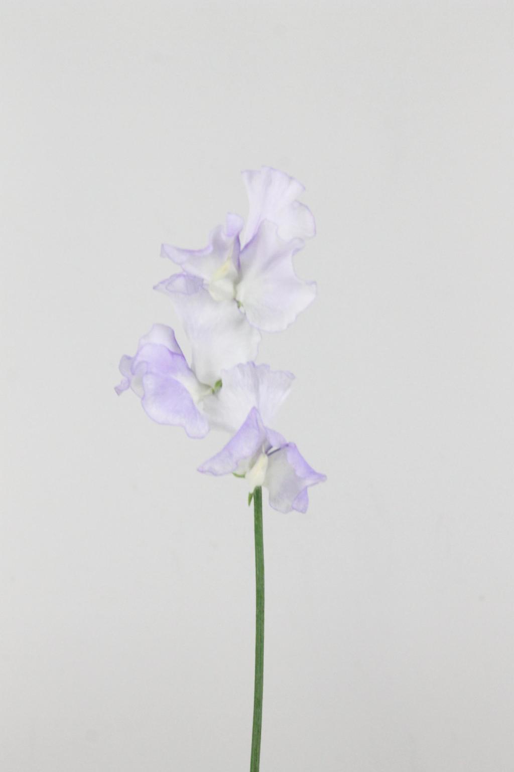 LATHYR MAGIC LICHT ROSE 40CM