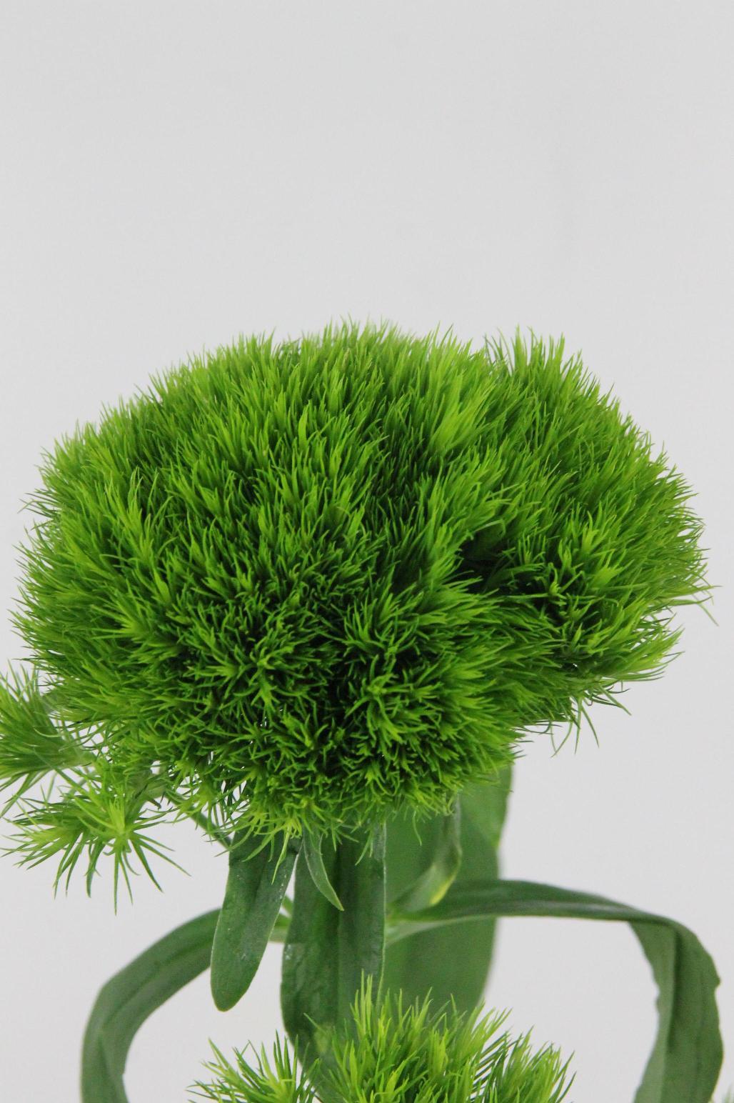 OEILLET DE POETE VERT WICKY 55CM