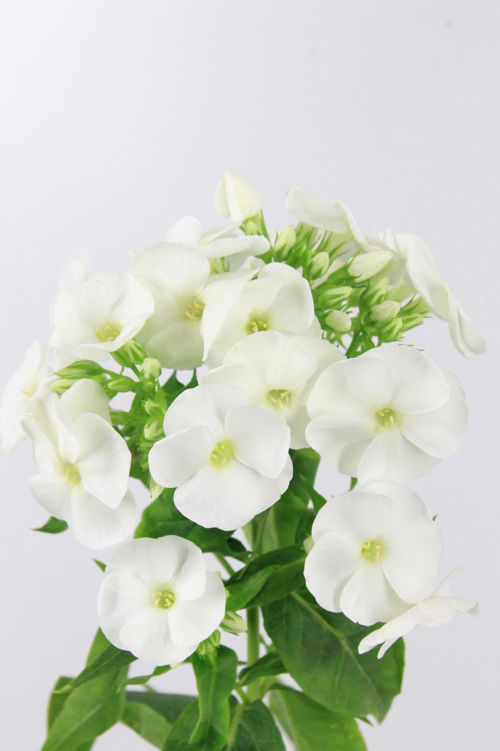 PHLOX WHITECAP 70CM