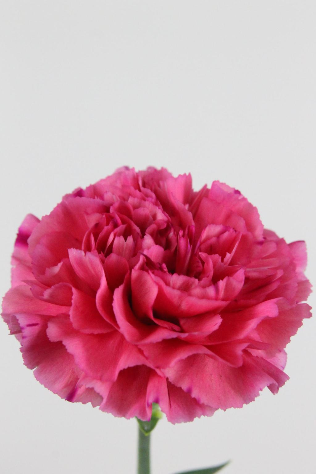 OEILLET BERNARD 70CM