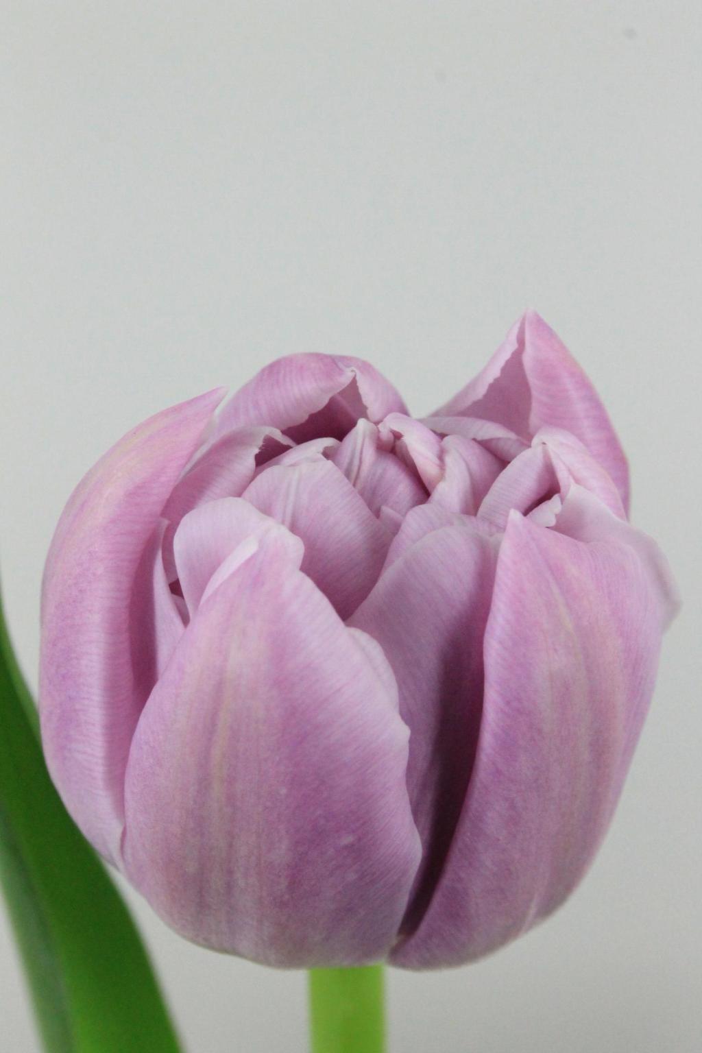 TULIPE KATINKA 40G 38CM