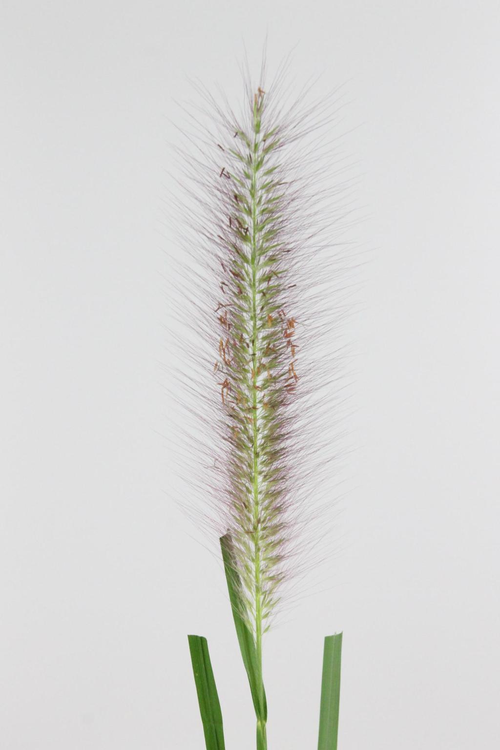 PENNISETUM PARADISE 90CM