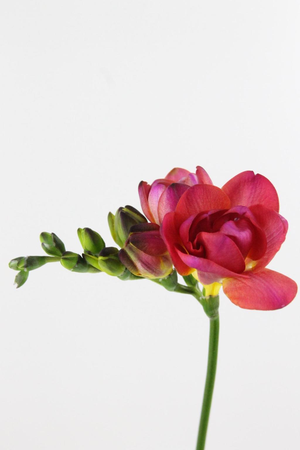 FREESIA CERISE $$$