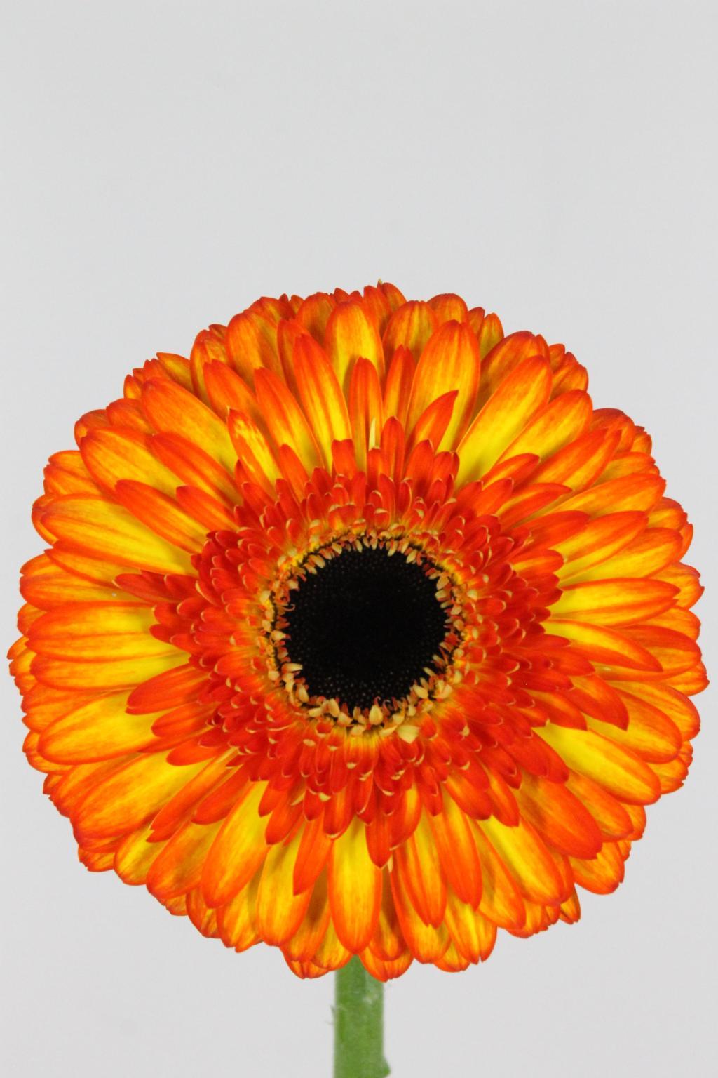 GERBERA SPOTLIGHT
