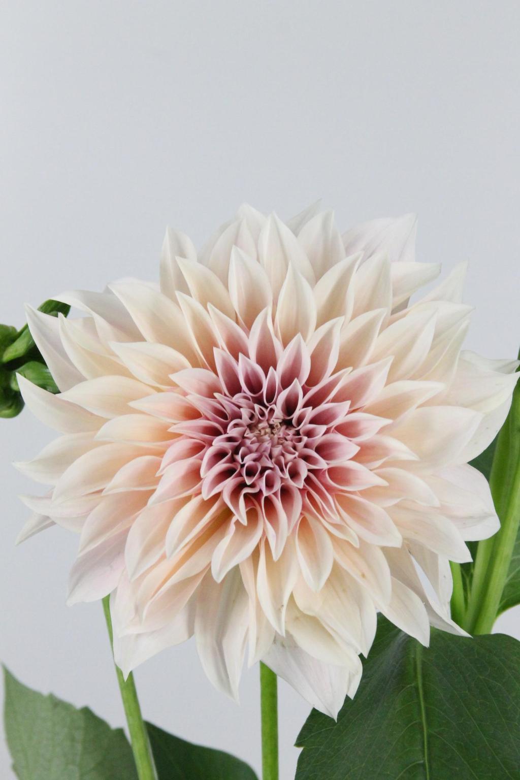 DAHLIA CAFE AU LAIT 60CM