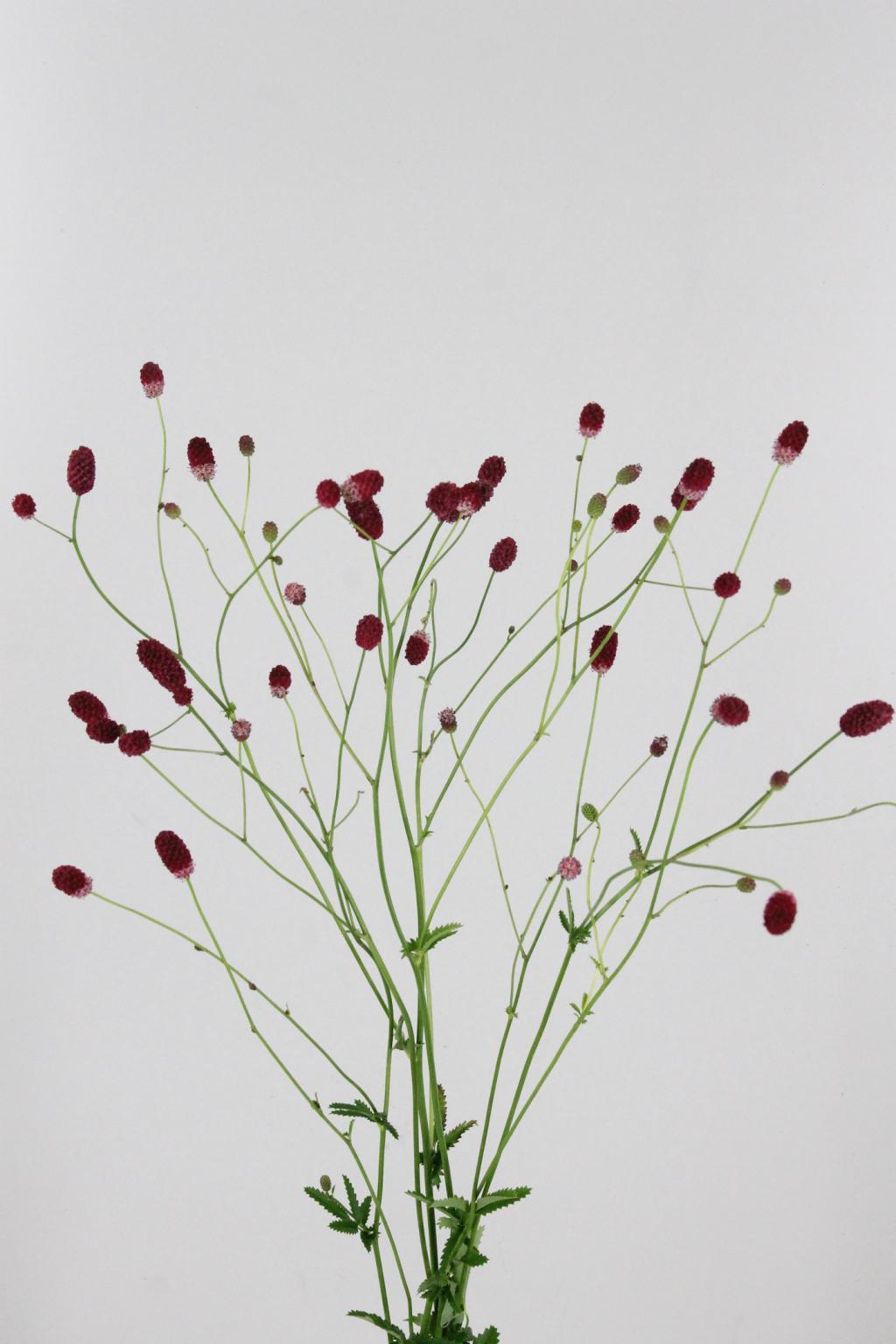SANGUISORBA O ARNHEM 100CM 23 10