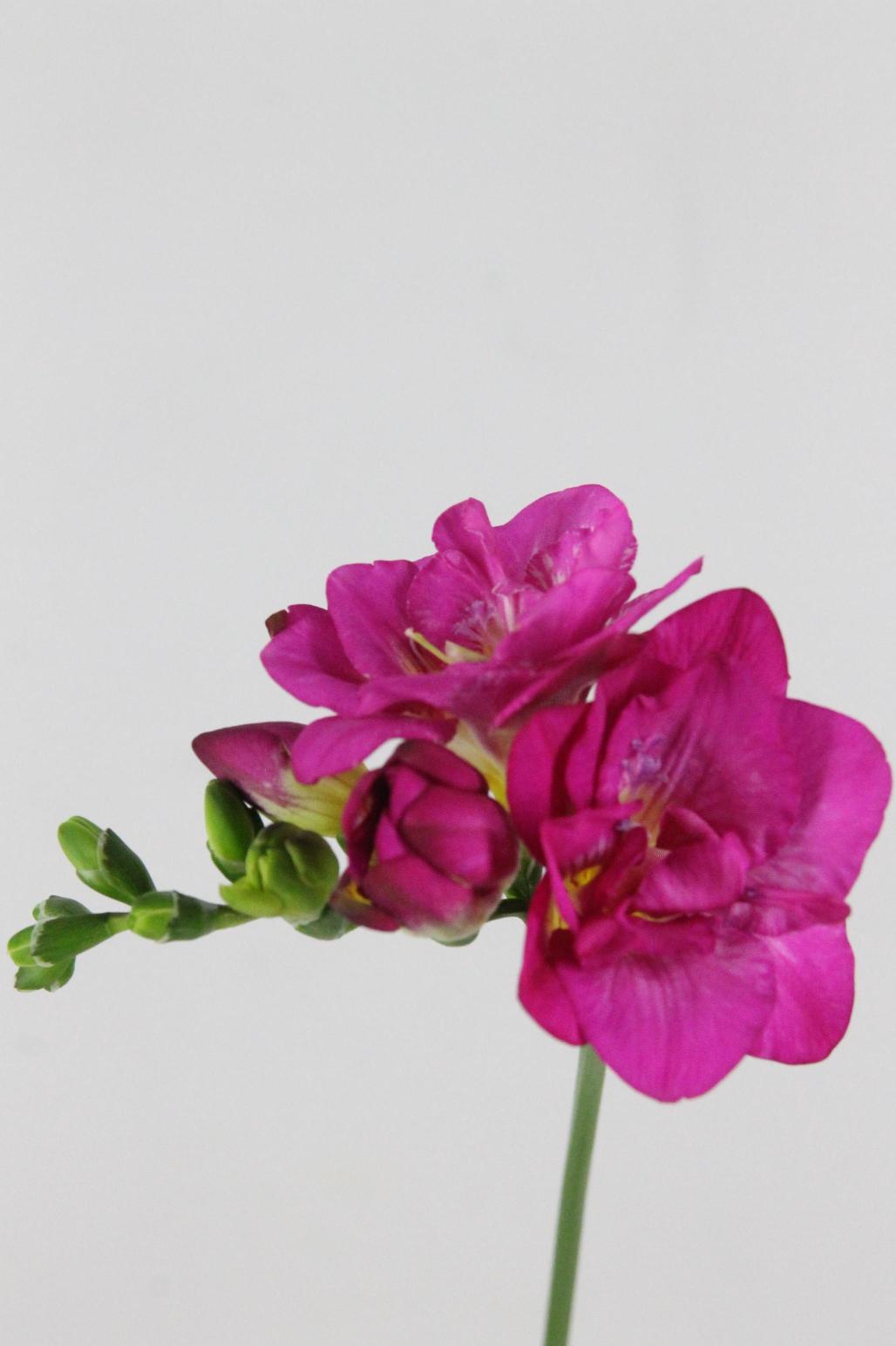 FREESIA PURPLE KING