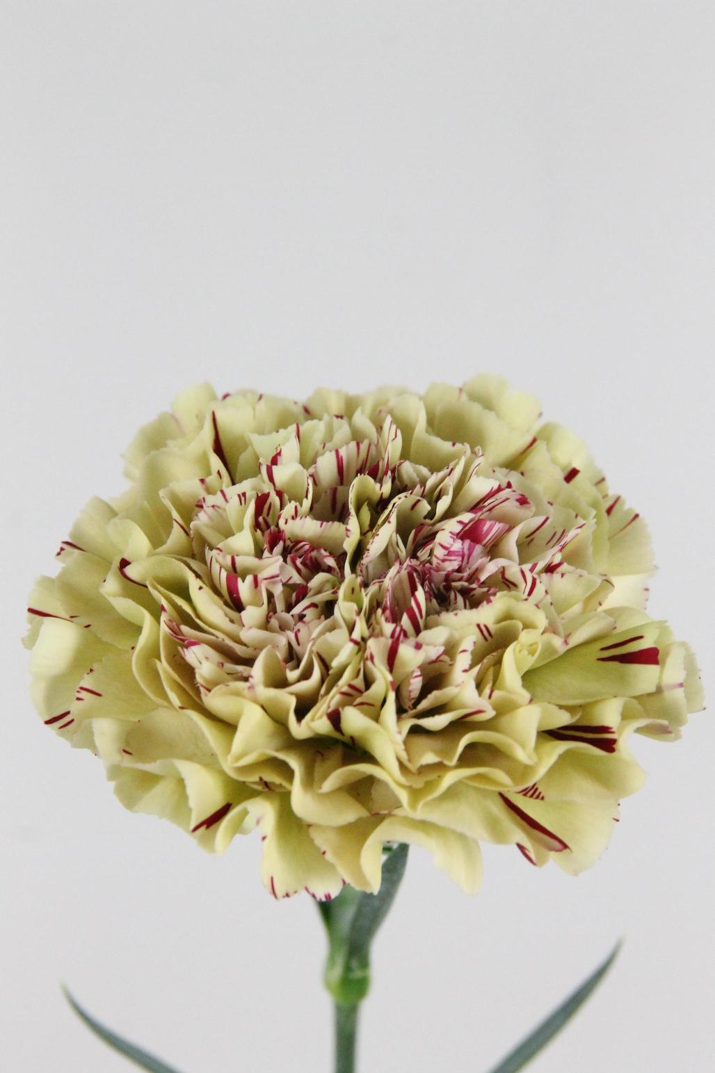 OEILLET PAOLETTO 70CM