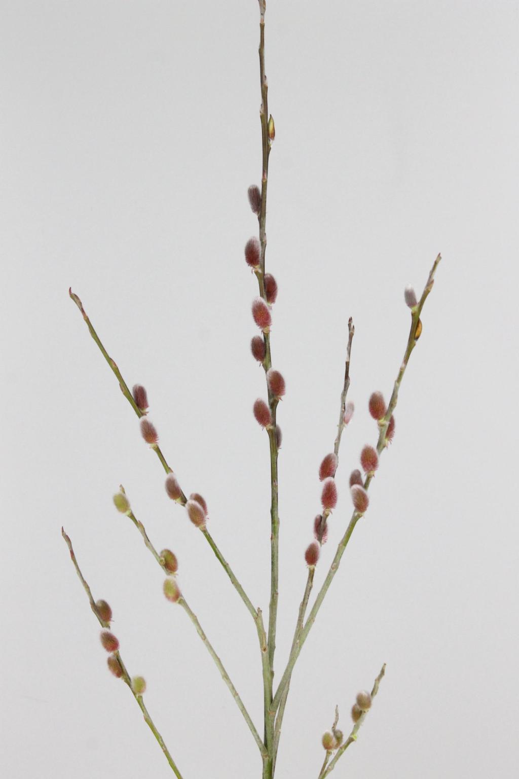 SALIX RED PASSION 125CM