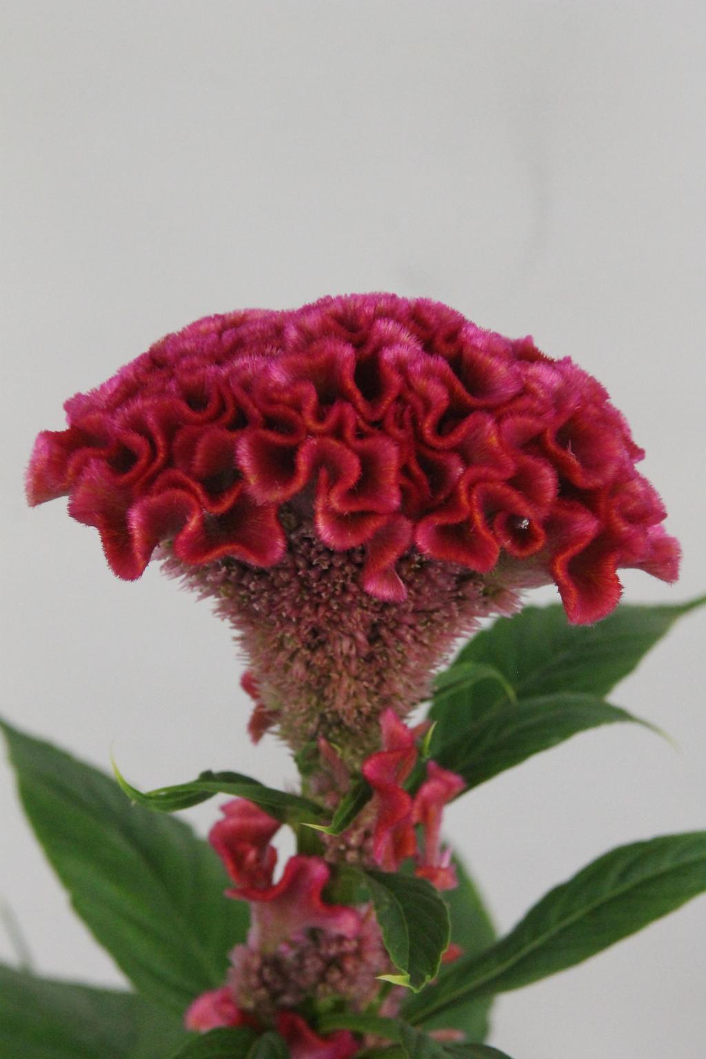 CELOSIE ROSE DELIGHT 75CM