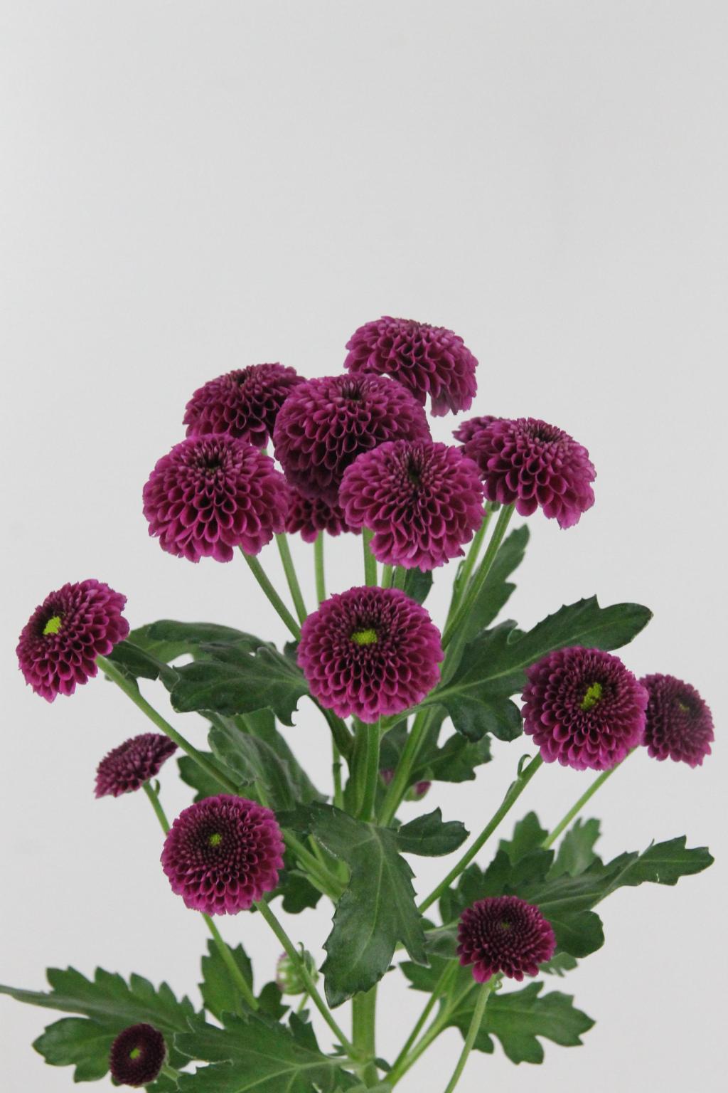 CHRYS. SANTINI PURPETTA 55CM