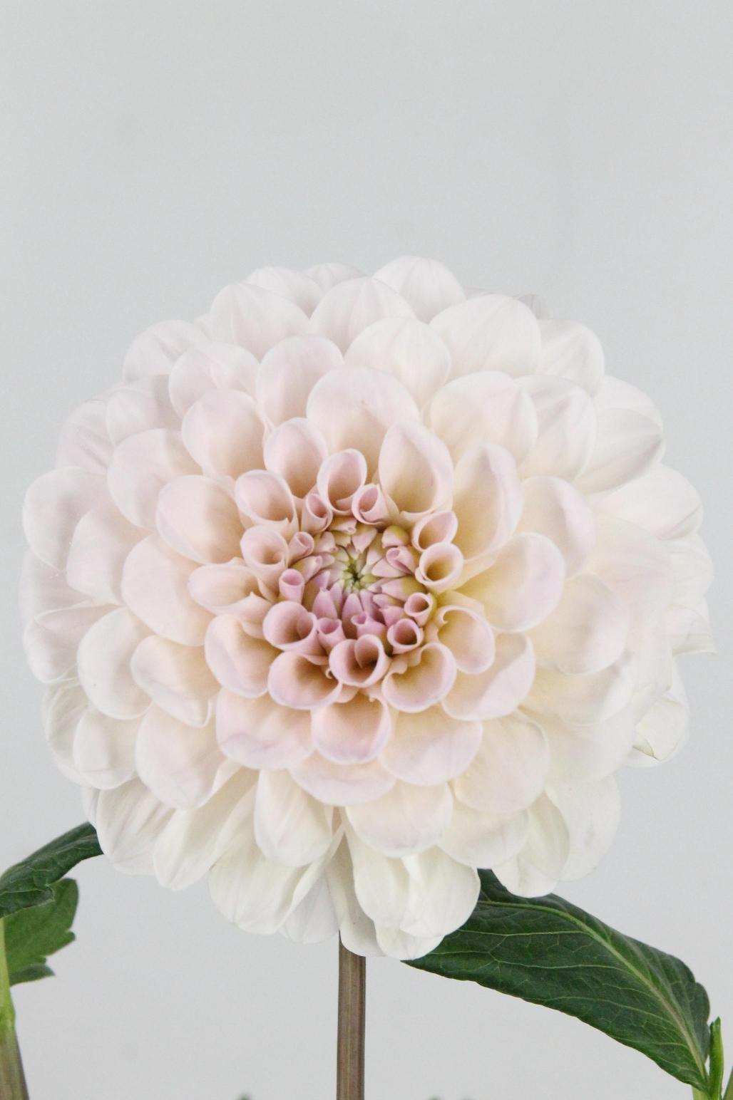 DAHLIA SWEET NATHALIE 55CM