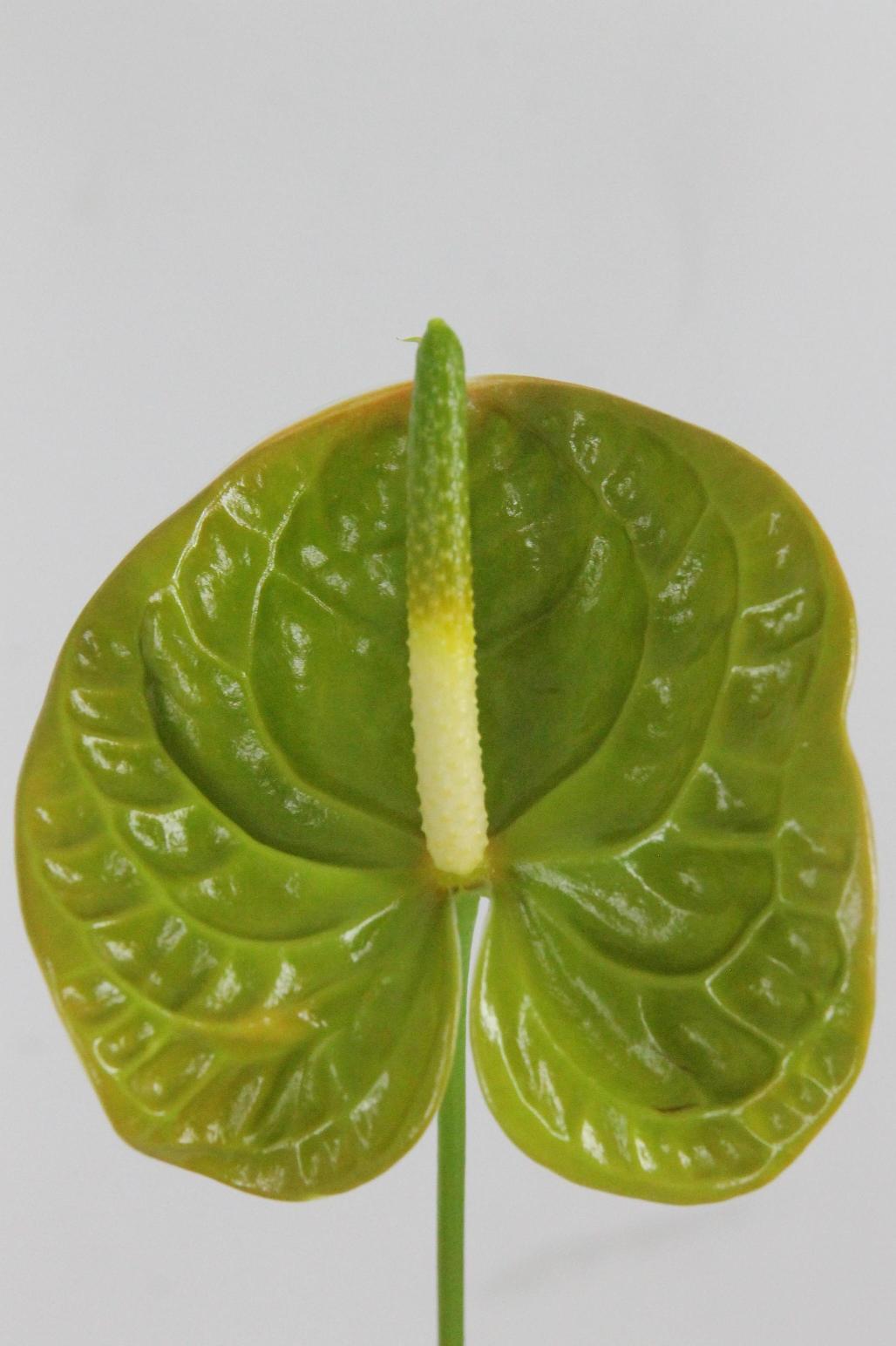 ANTHU OLIVIUS X20