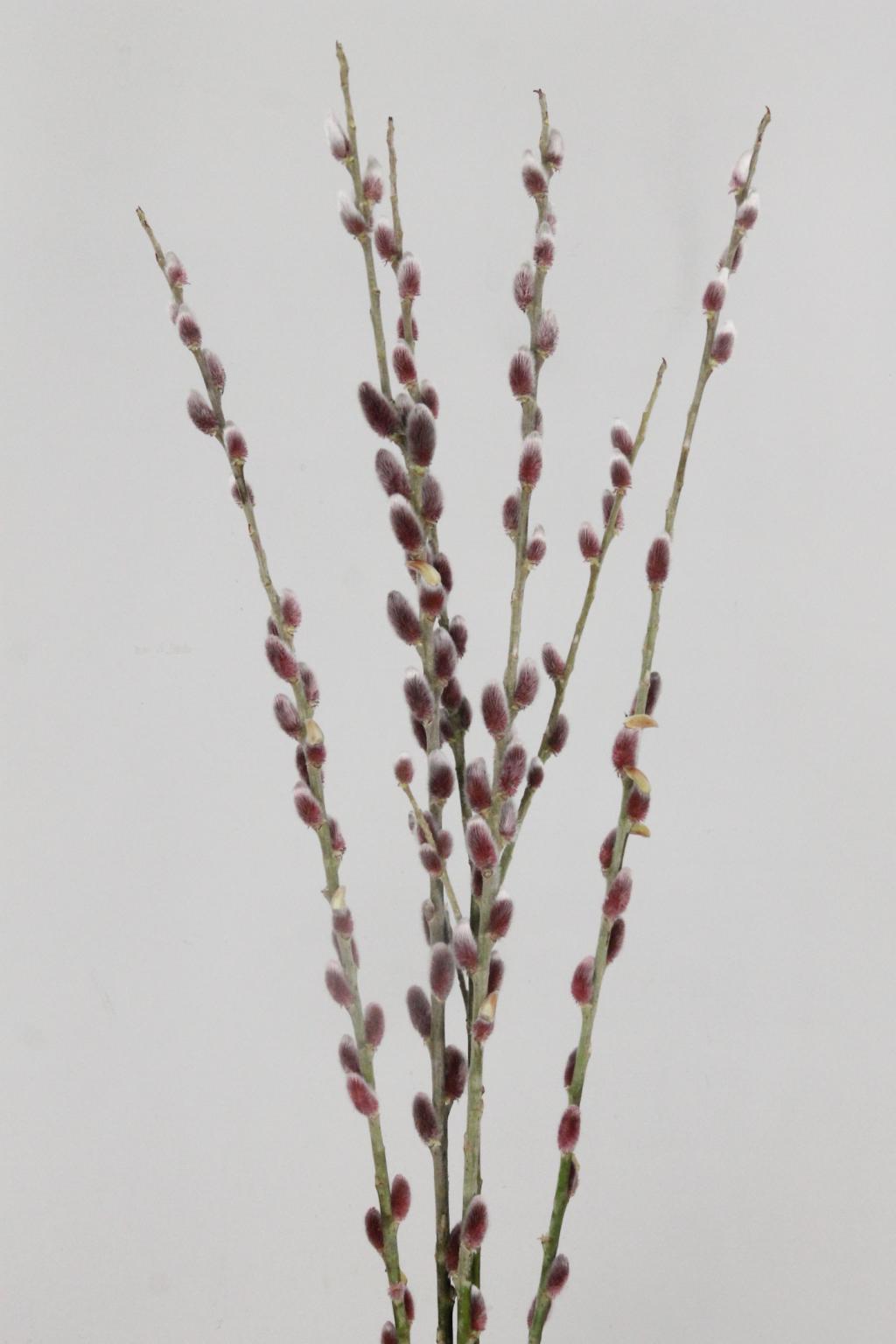 SALIX KATJES PINK CUSHION 150