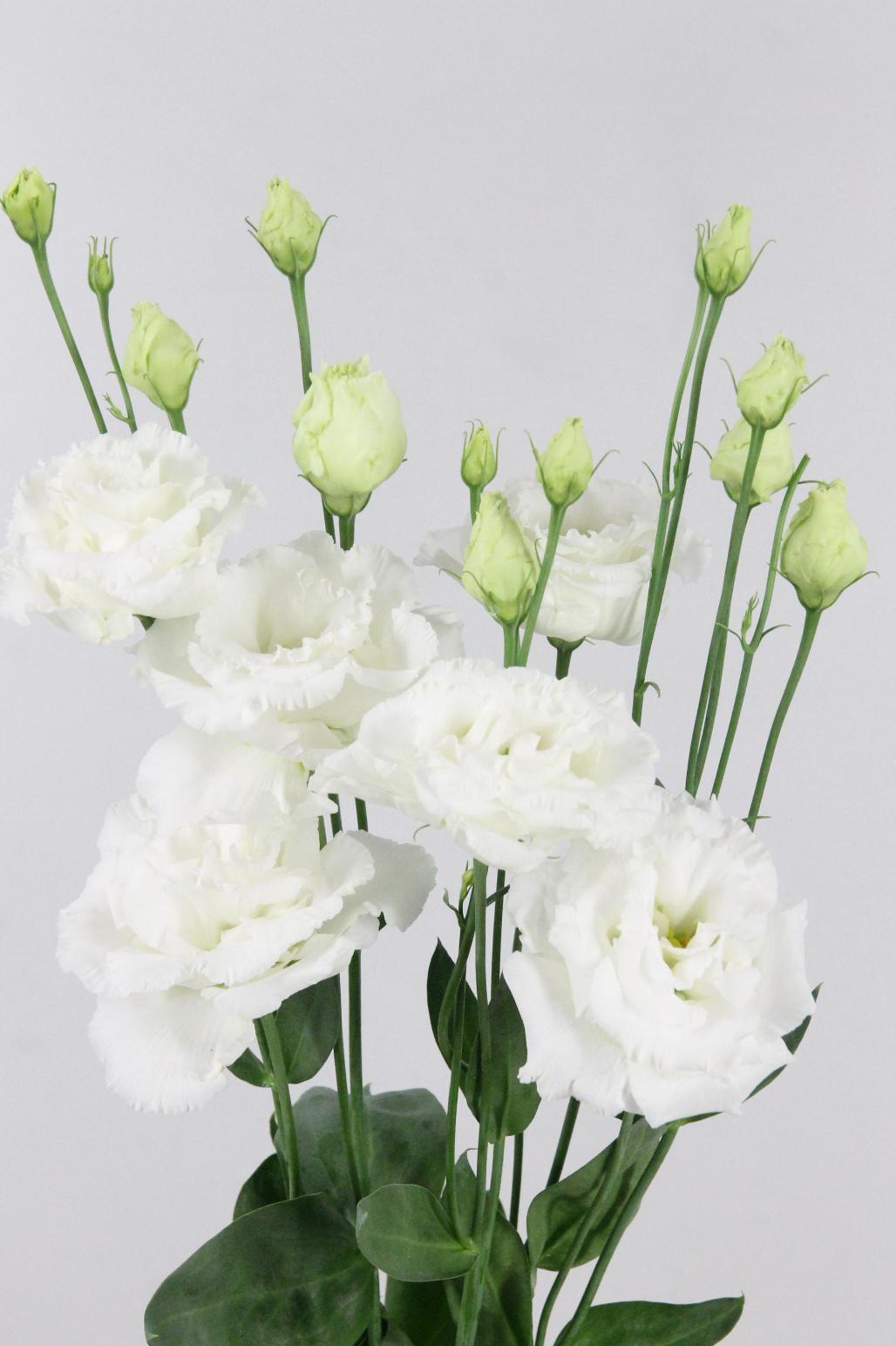 LISIANTHUS ALISSA BLANC $$$